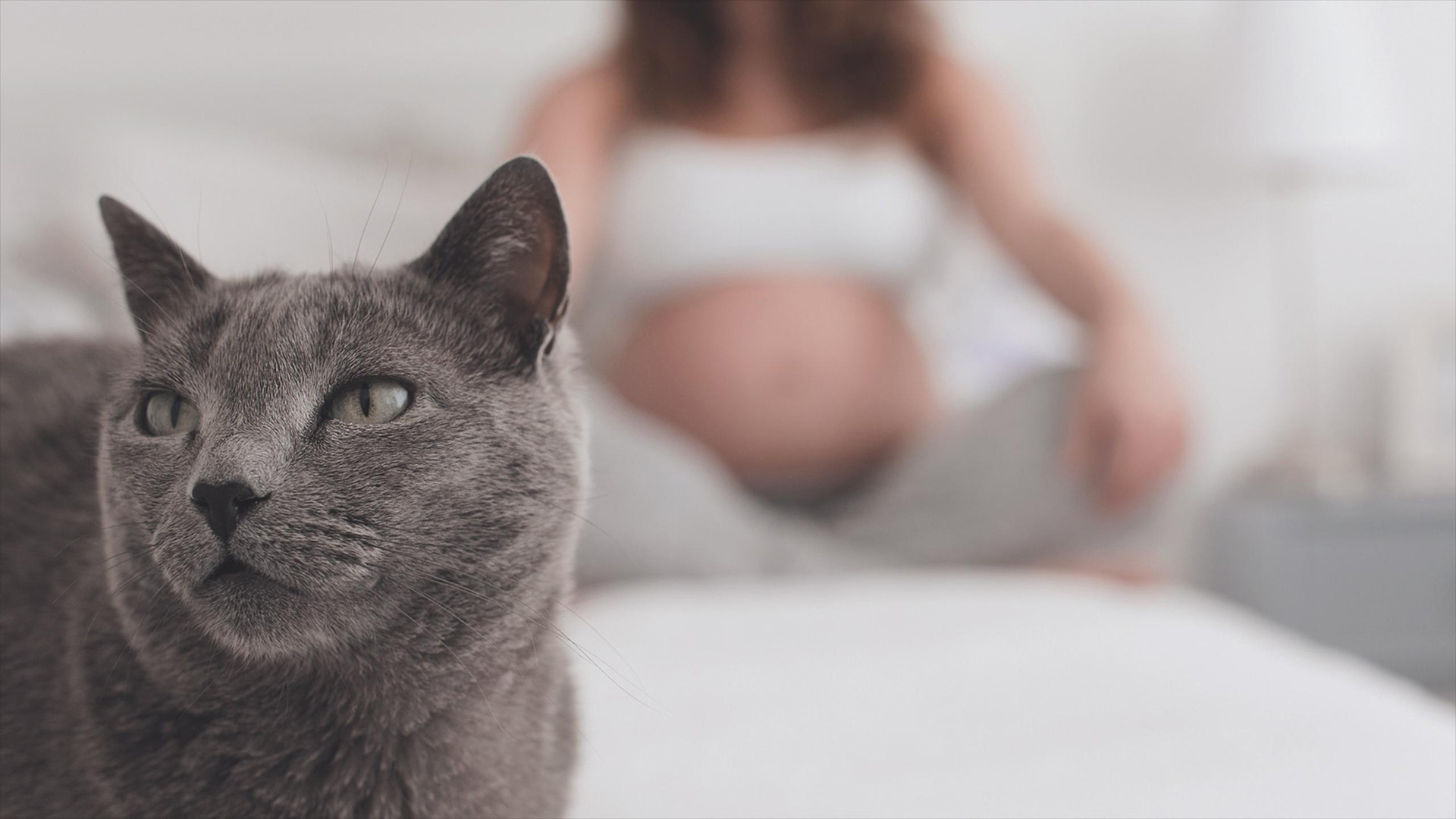 Toxoplazmózis: cicatartás a terhesség alatt? | Állatorvosi Rendelő, állatorvos Felsőzsolca, Miskolc
